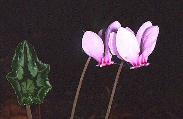  Image name: ciclamino3.jpg 
 width: 624 pixel 
 height: 405 pixel 
 Size: 164407 bytes 
 Click to enlarge 